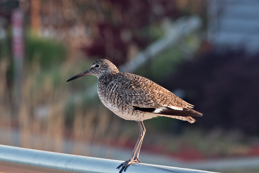 C6D_IMG_8018.jpg - Willet