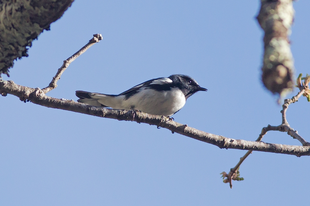 C6D_img_8427.jpg - Black-throated Blue Warbler