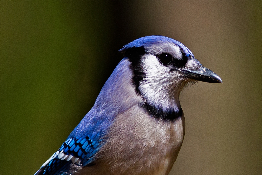 C7D_2014_03_31-12_10_05-1362.jpg - Blue Jay