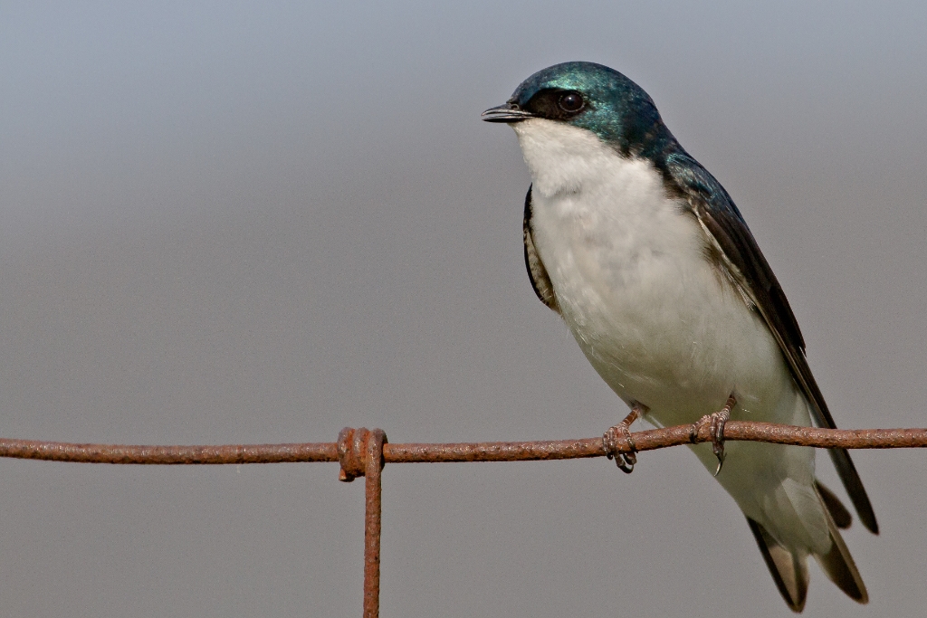 C7D_2014_05_09-07_50_11-2154.jpg - Tree Swallow