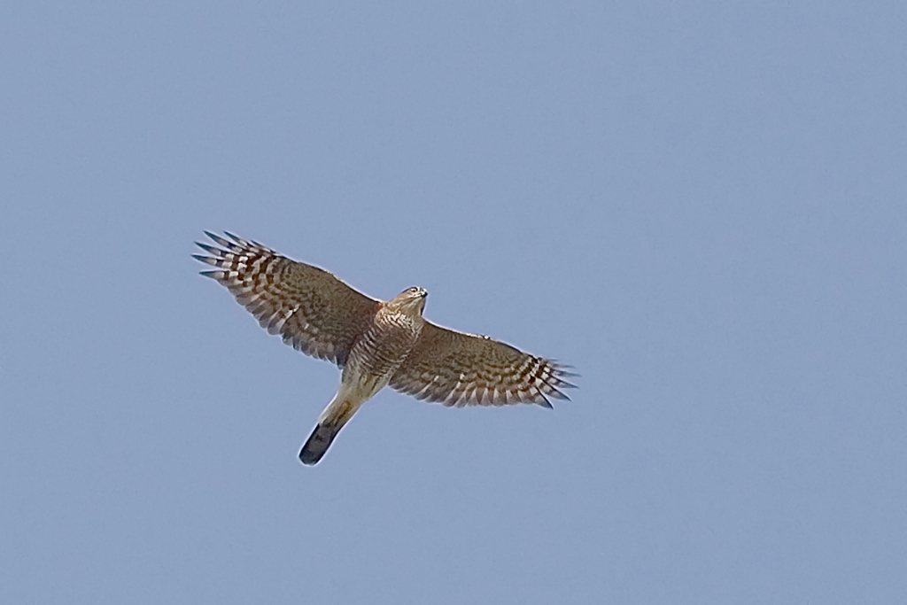 Cooper's Hawk.jpg