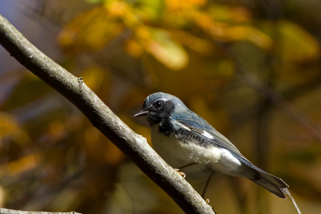 _MG_6530.jpg - Black-throated Blue Warbler