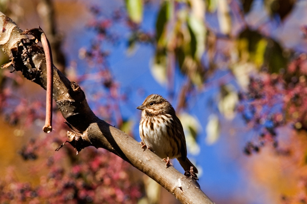 _MG_6775.jpg - Song Sparrow