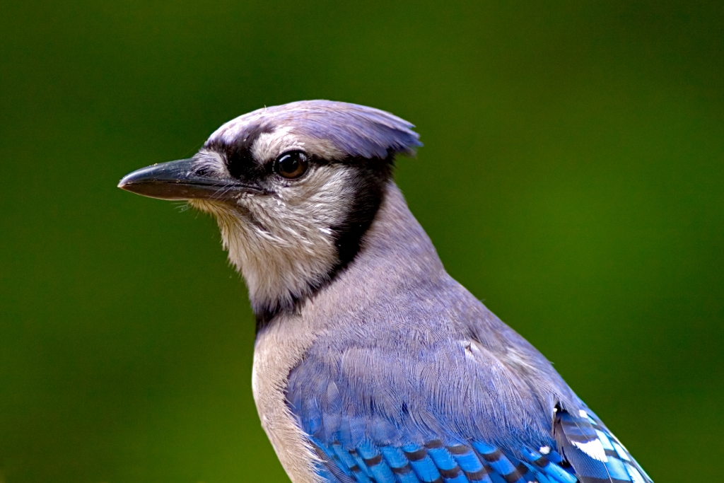 _MG_7782.jpg - Blue Jay