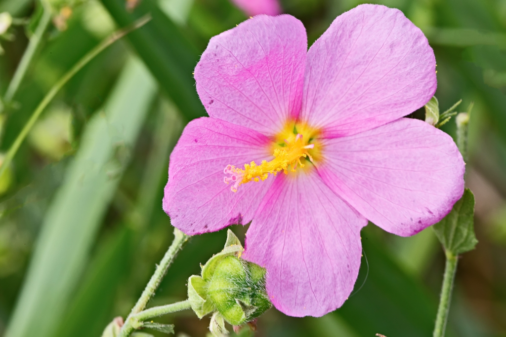 C6D_2013_09_04-07_54_09-3377.jpg - Seashore Mallow (Kosteltzkya pentacarpos)