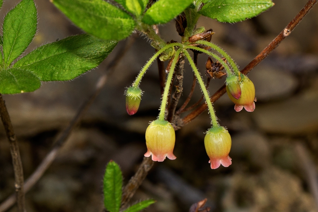 C6D_2014_05_18-09_36_34-1847.jpg - Lowbush Blueberry (Vaccinium angustifolium)