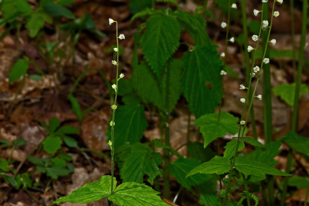 C6D_2014_05_18-11_29_49-1881.jpg - Two-leaved Miterwort (Mitella diphylla)