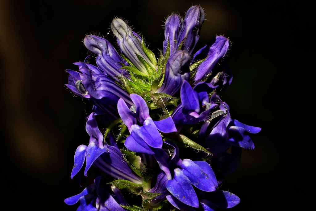 C6D_2014_09_03-10_18_22-3053.jpg - Great Lobelia (Lobelia siphilitica)