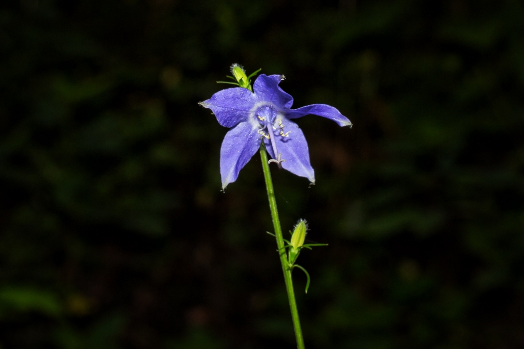 C6D_2015_07_16-07_35_12-9003.jpg - Tall Bellflower (Campanula americana)