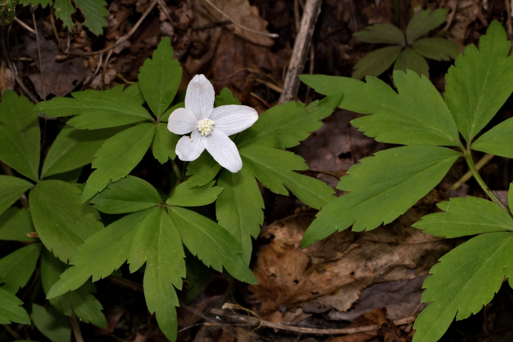 C6D_IMG_9504.jpg - Wood Anemone (Anemone quinquefolia)