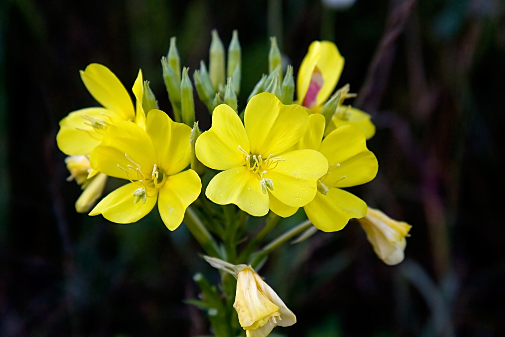 _MG_5866_1.jpg - Evening Primrose