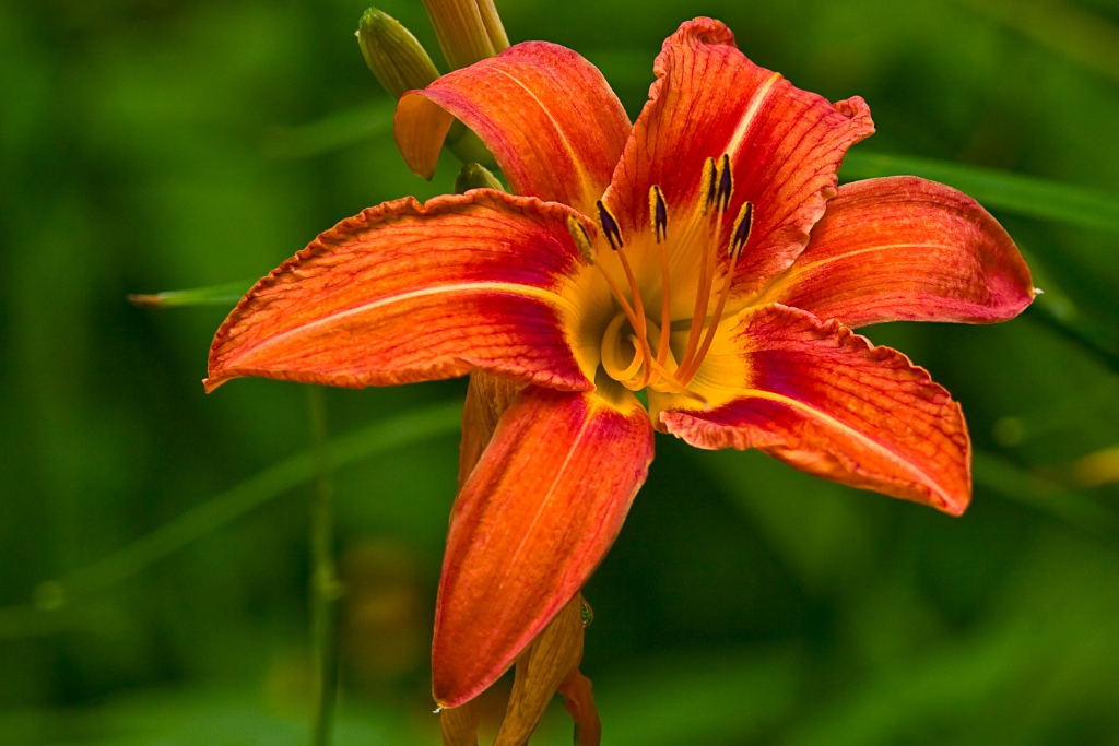 _MG_7925.jpg - Day Lily