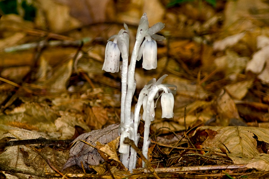 _MG_7970.jpg - Indian Pipe